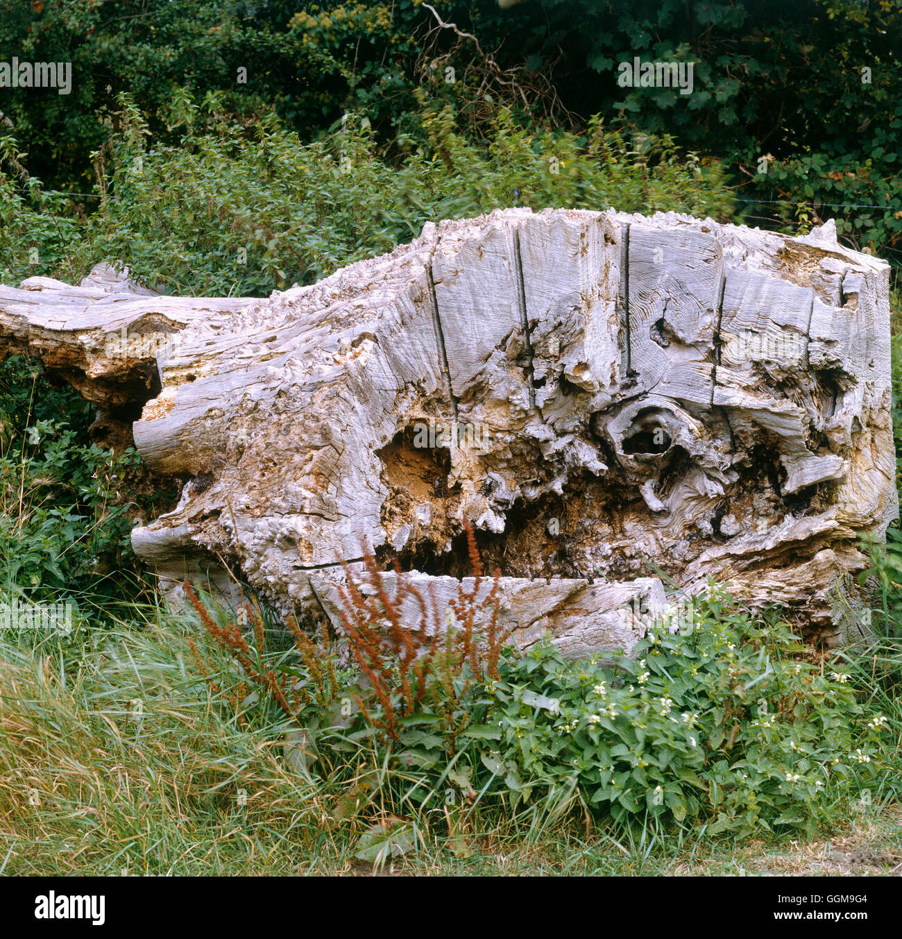 Wildlife Area left `wild' around tree stump to provide a suitable